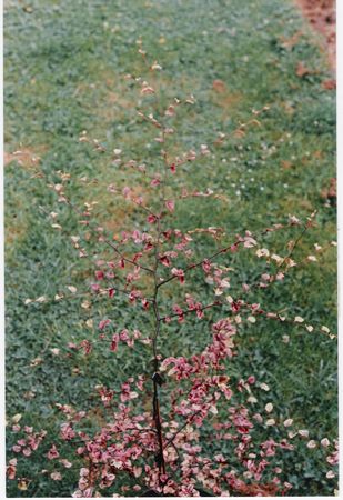 Nothofagus fusca Rainbow